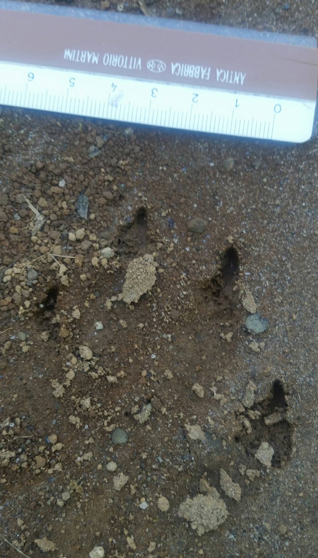 Impronte di istrice?